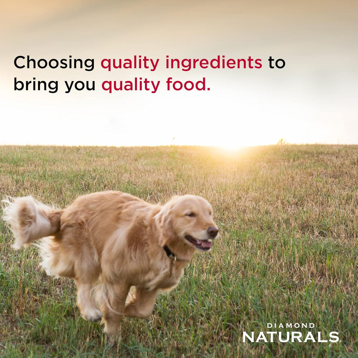 Diamond Naturals Skin & Coat Real Salmon and Potato Recipe Dry Dog Food with Quality Protein, Omega Fatty Acids, Probiotics and Essential Nutrients to Promote Healthy Skin and Coat 30lb